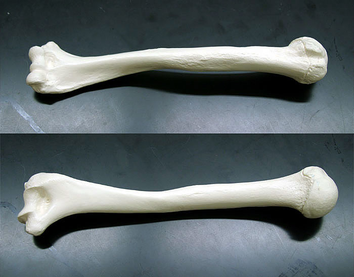 Anatomy and Physiology - Visible Body